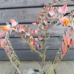 Echeveria (Echevéria) ´POLLUX´ - kont. C12L, výška 20-30 cm, Ø 20-30 cm